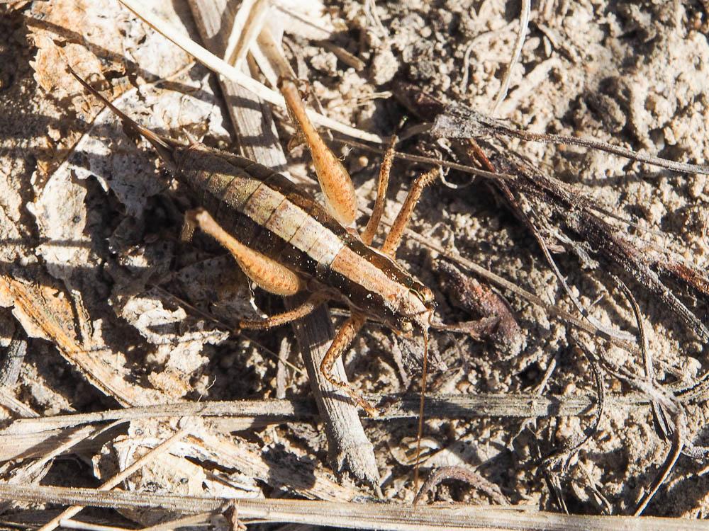 Decticelle frêle Yersinella raymondii (Yersin, 1860)