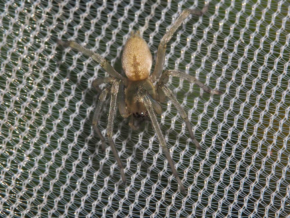 Cheiracanthium C. L. Koch, 1839