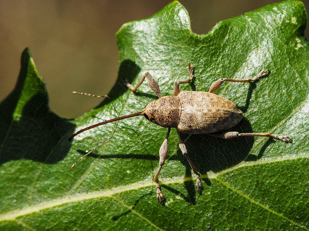 Balamin éléphant Curculio elephas (Gyllenhal, 1835)