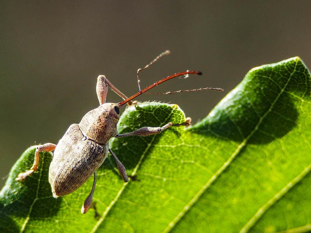 Balamin éléphant Curculio elephas (Gyllenhal, 1835)