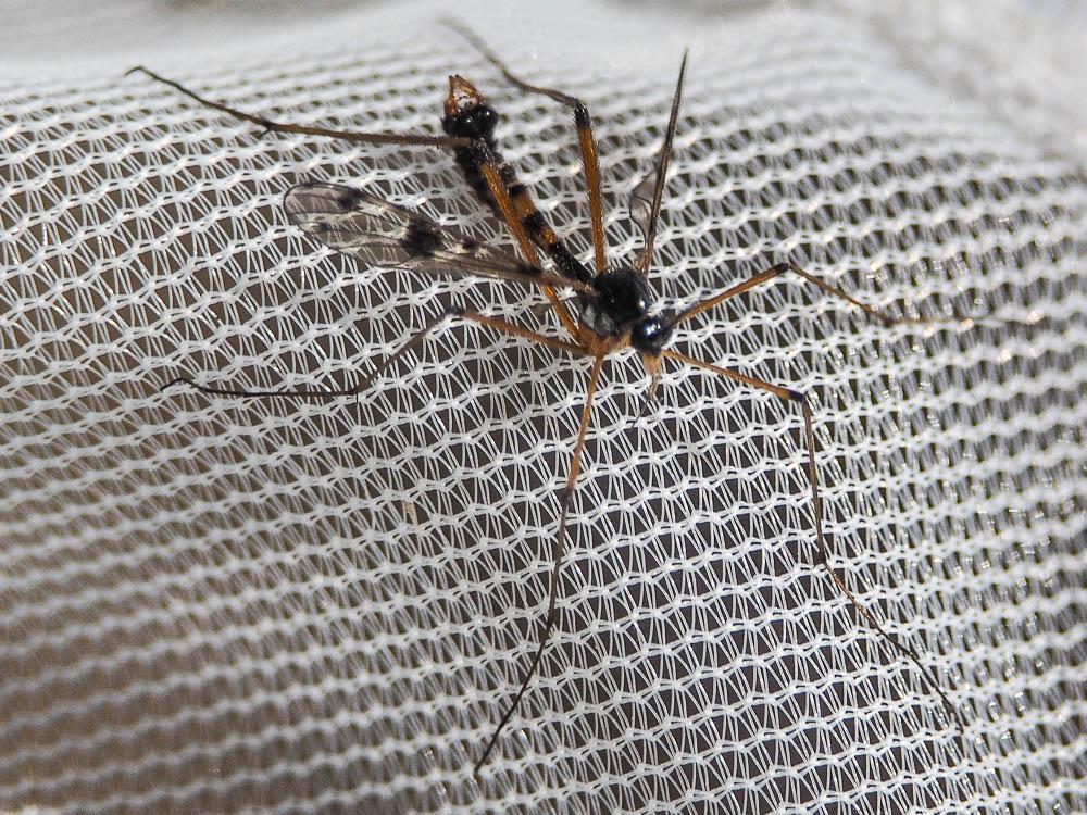 Ptychoptera contaminata (Linnaeus, 1758)