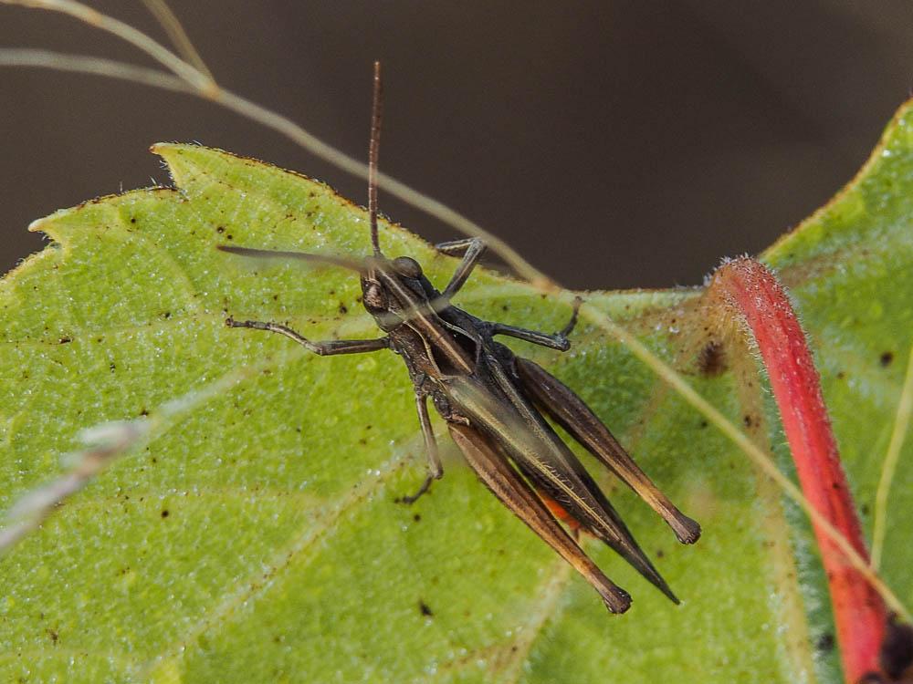 Criquet noir-ébène Omocestus rufipes (Zetterstedt, 1821)