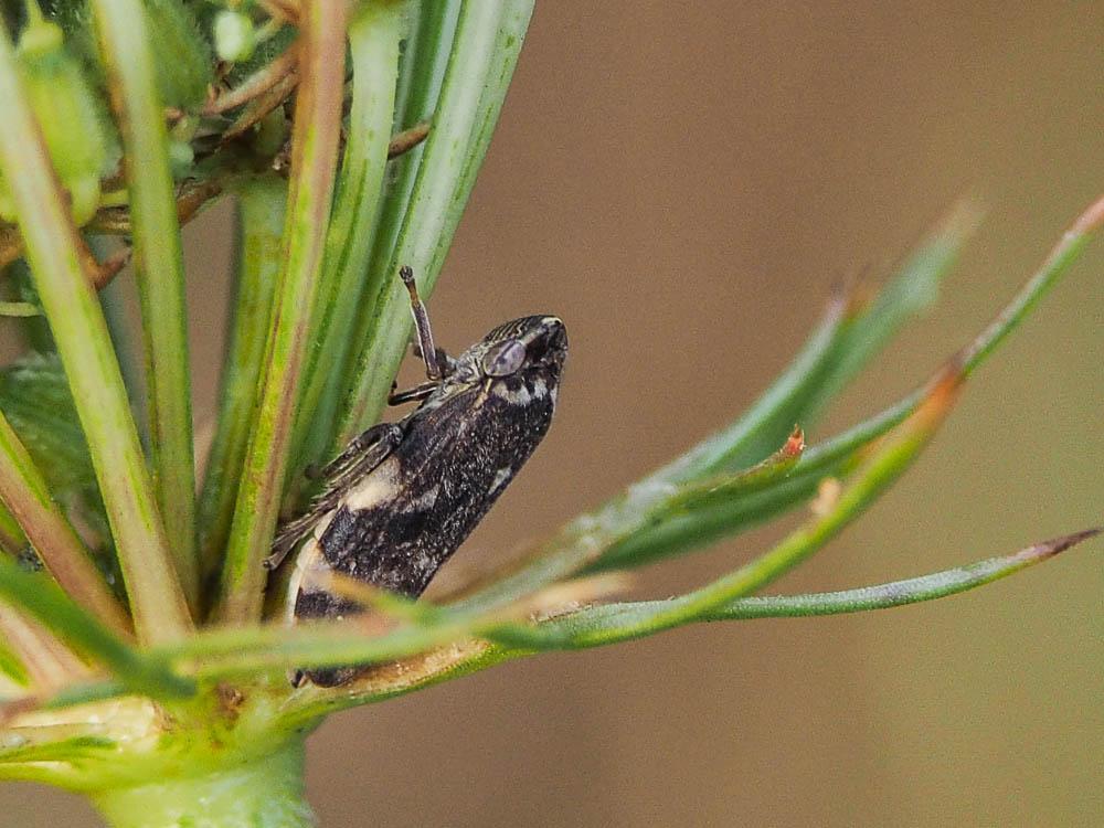 Philène spumeuse Philaenus spumarius (Linnaeus, 1758)