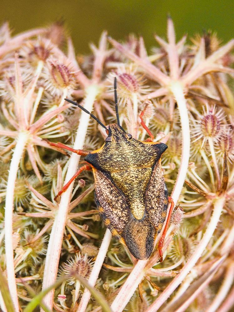 Carpocoris mediterraneus atlanticus Tamanini, 1959