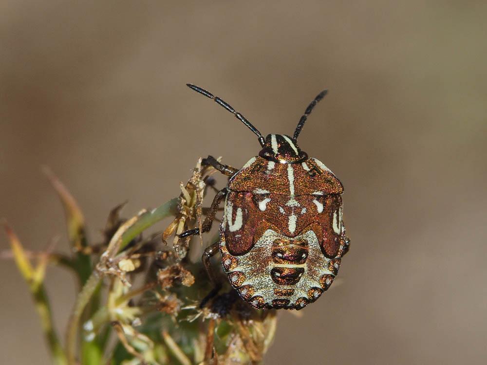 Carpocoris mediterraneus atlanticus Tamanini, 1959