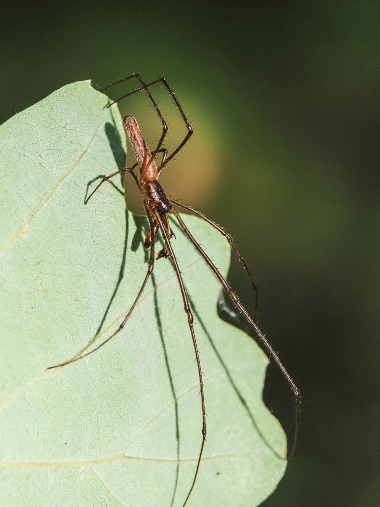 Tetragnatha Latreille, 1804