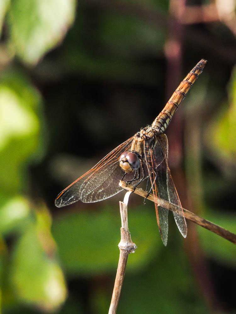 Trithémis annelé (Le) Trithemis annulata (Palisot de Beauvois, 1807)