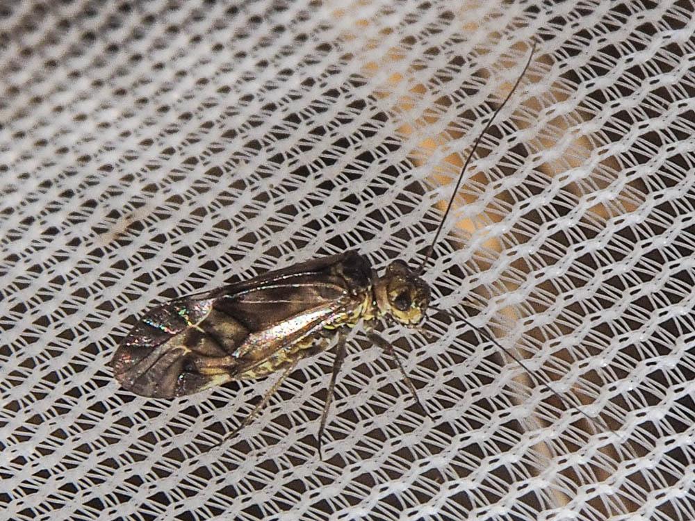 Psocidae Samouelle, 1819