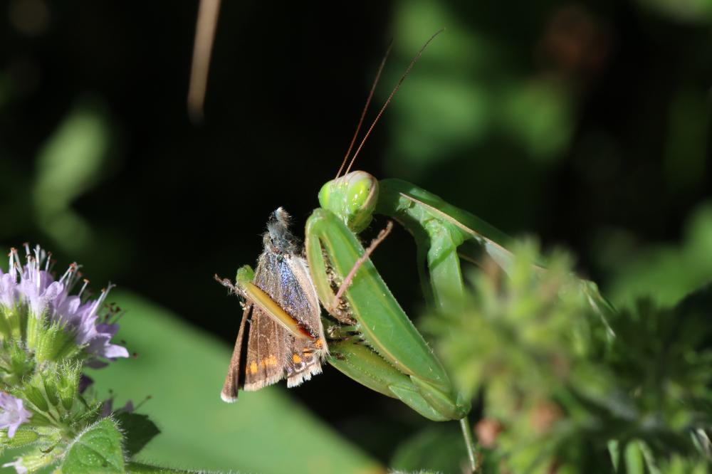 La Mante religieuse Mantis religiosa (Linnaeus, 1758)