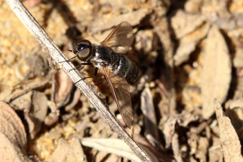  Micomitra 