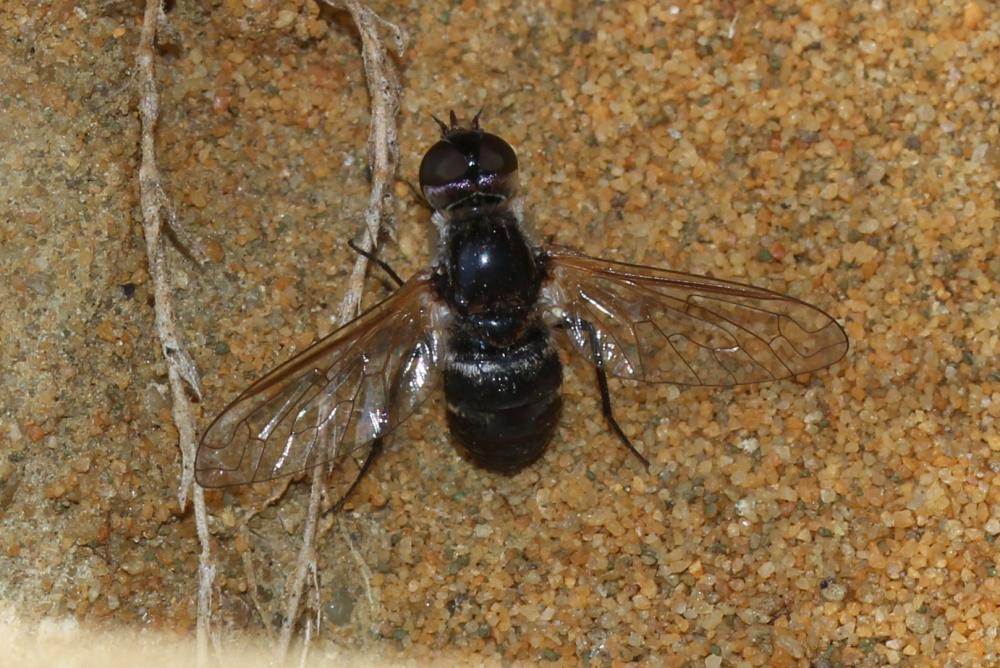  Micomitra 