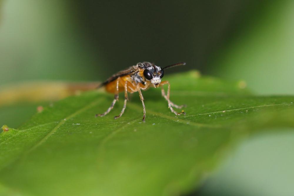 Athalia cordata Audinet-Serville, 1823