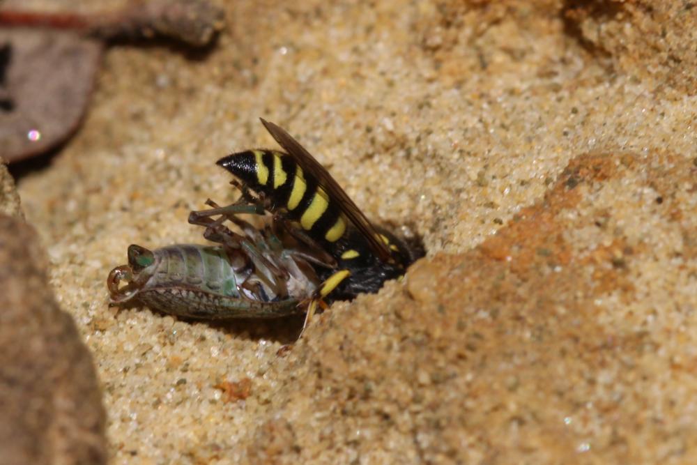  Bembecinus tridens (Fabricius, 1781)
