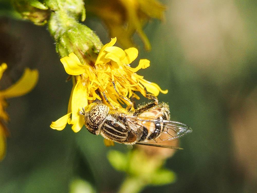Eristalinus megacephalus (Rossi, 1794)