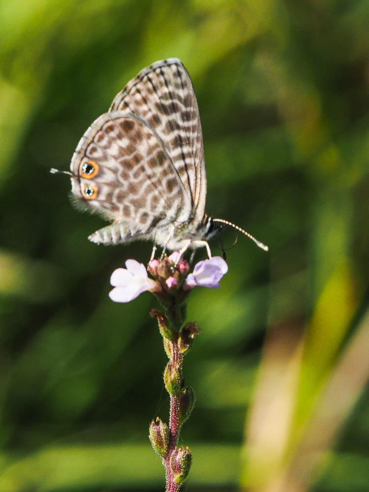 Azuré de la Luzerne (L'), Azuré de Lang (L'), Argu Leptotes pirithous (Linnaeus, 1767)