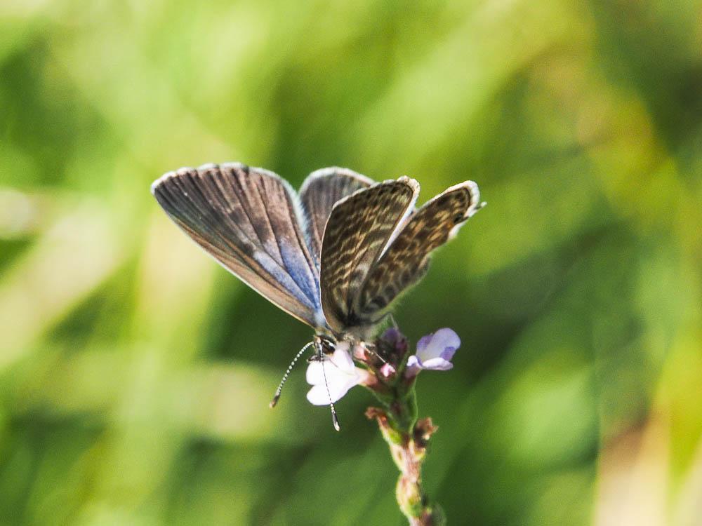 Le Azuré de la Luzerne (L'), Azuré de Lang (L'), Argu Leptotes pirithous (Linnaeus, 1767)
