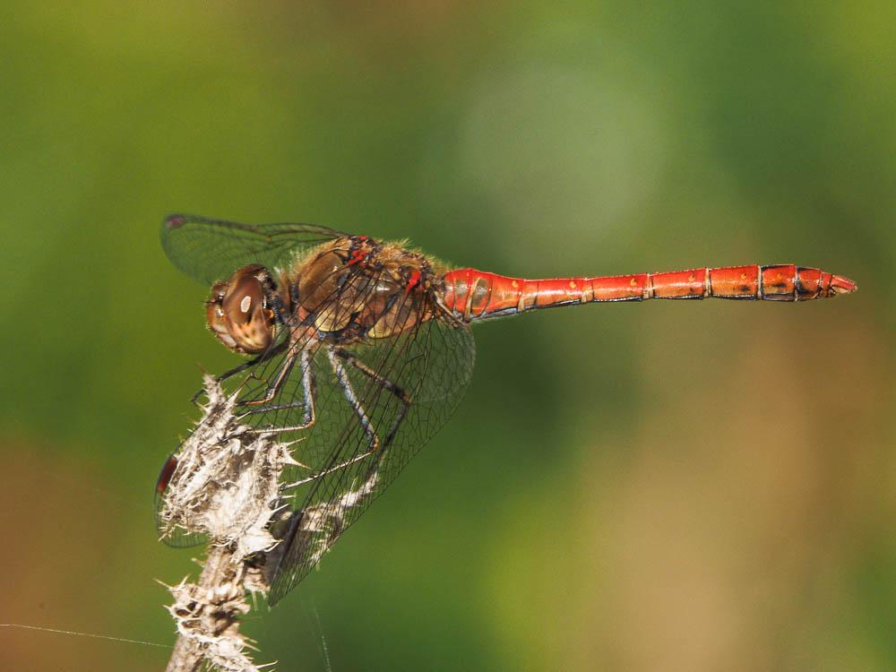 Sympétrum fascié (Le) Sympetrum striolatum (Charpentier, 1840)