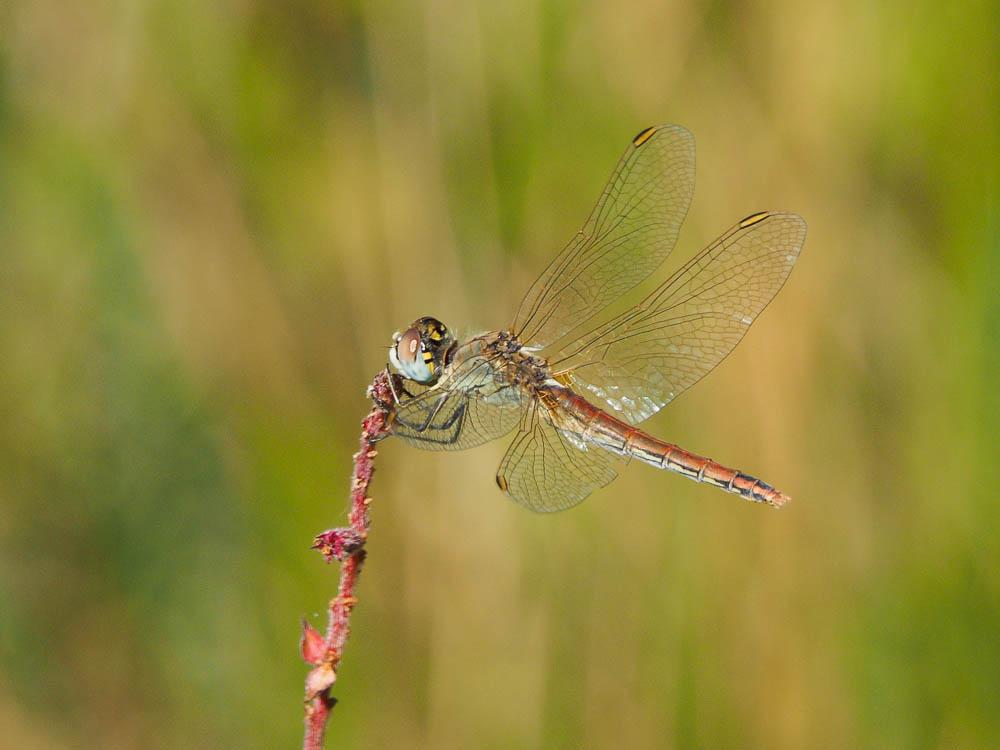 Sympétrum de Fonscolombe (Le) Sympetrum fonscolombii (Selys, 1840)