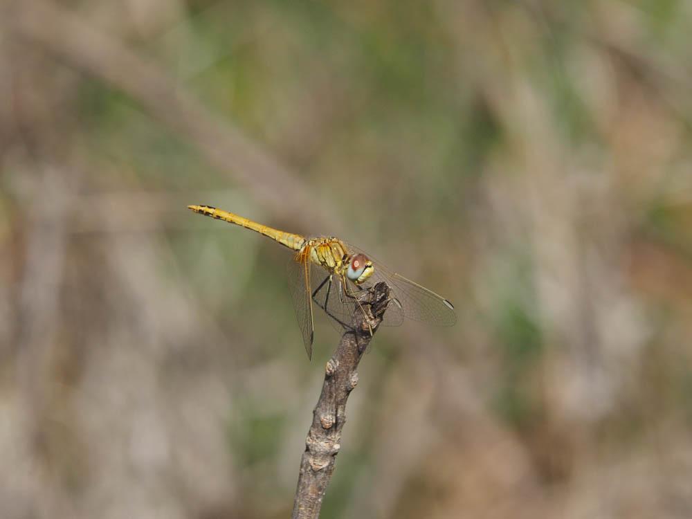 Sympétrum de Fonscolombe (Le) Sympetrum fonscolombii (Selys, 1840)