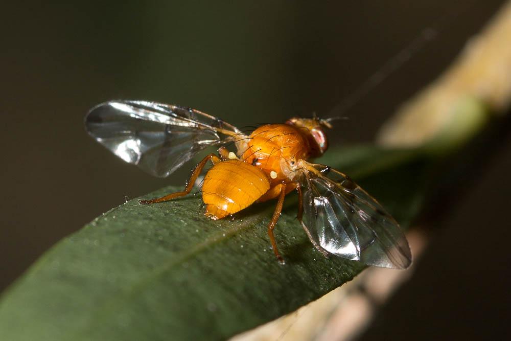 Chetostoma curvinerve (Rondani, 1856)