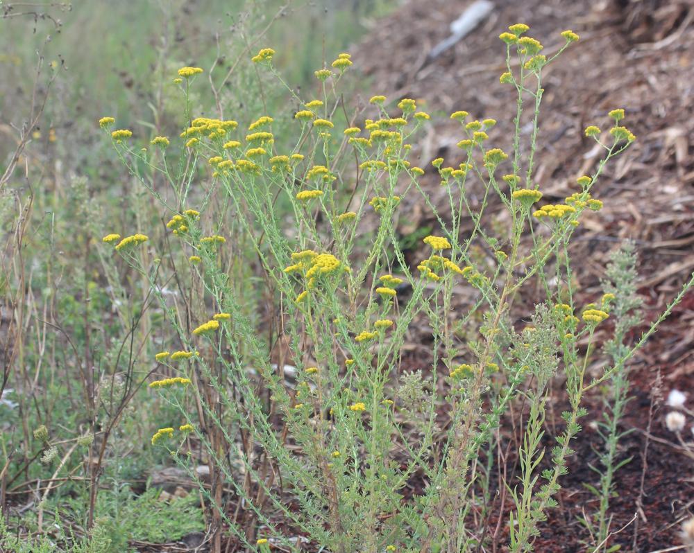 Tanaisie annuelle Vogtia annua (L.) Oberpr. & Sonboli, 2012