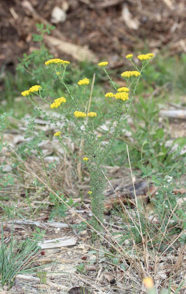 Tanaisie annuelle Vogtia annua (L.) Oberpr. & Sonboli, 2012