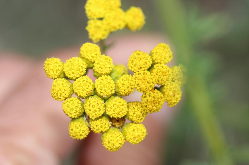 Tanaisie annuelle Vogtia annua (L.) Oberpr. & Sonboli, 2012