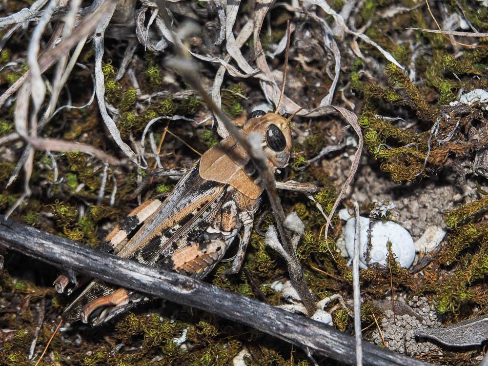 Caloptène ochracé, Criquet de Barbarie Calliptamus barbarus (O.G. Costa, 1836)