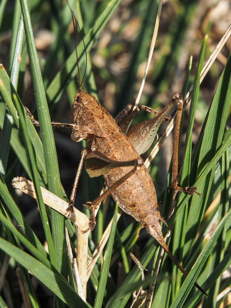 Decticelle varoise Rhacocleis poneli Harz & Voisin, 1987