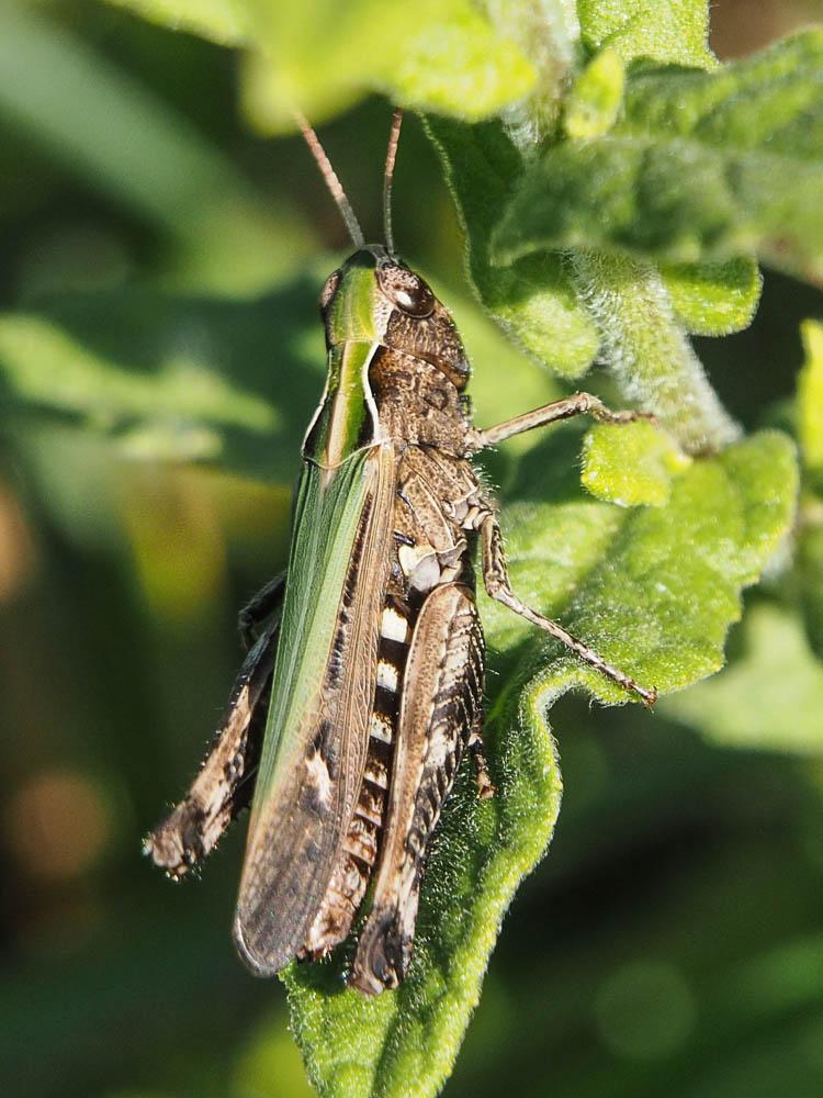 Criquet noir-ébène Omocestus rufipes (Zetterstedt, 1821)
