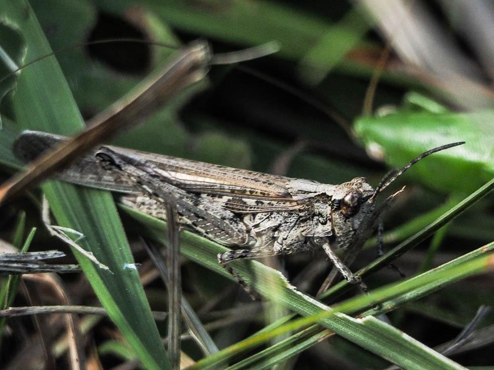 Criquet duettiste, Sauteriot Chorthippus brunneus (Thunberg, 1815)