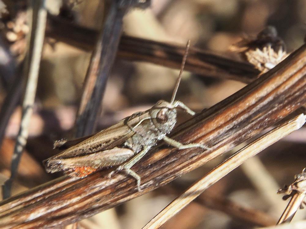 Criquet duettiste, Sauteriot Chorthippus brunneus (Thunberg, 1815)