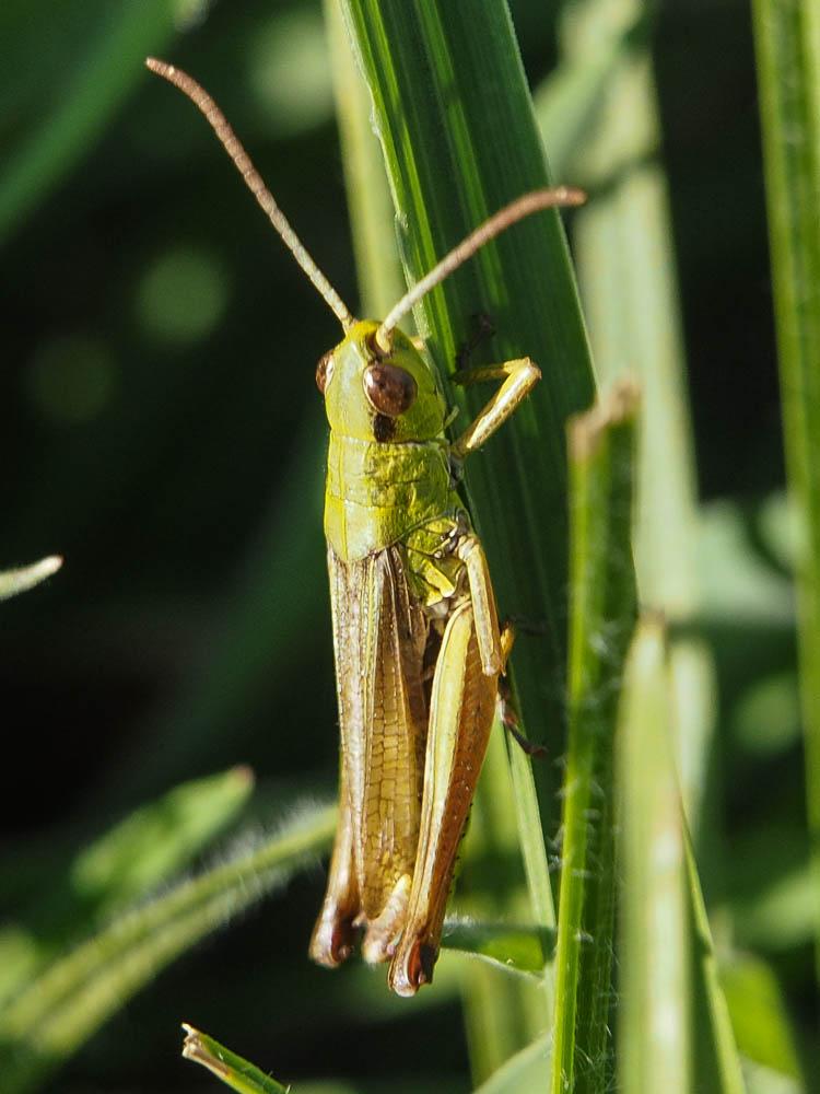 Criquet des pâtures, Oedipode parallèle Pseudochorthippus parallelus (Zetterstedt, 1821)