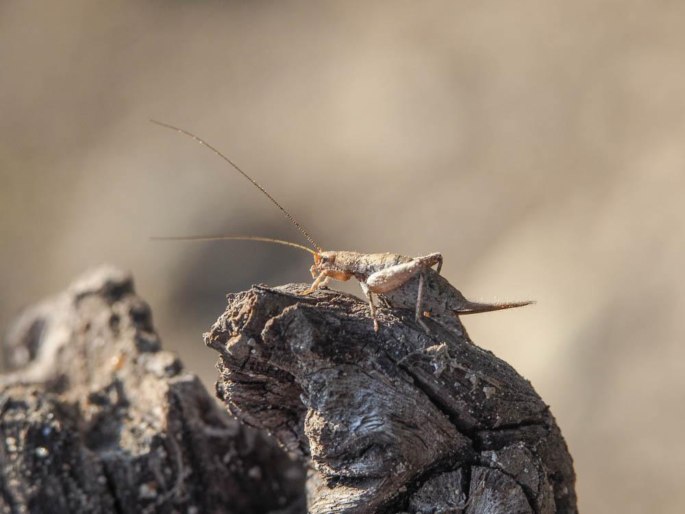 Grillon des Cistes Arachnocephalus vestitus Costa, 1855