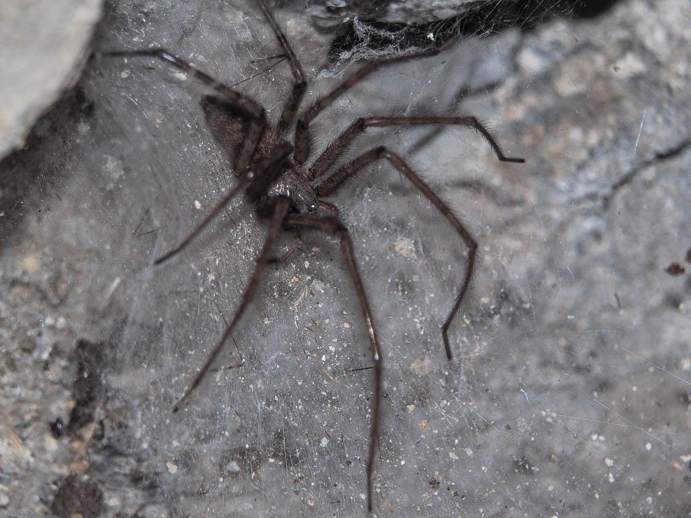 Tegenaria Latreille, 1804