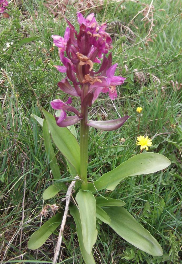 Dactylorhize à feuilles larges Dactylorhiza sambucina (L.) Soó, 1962