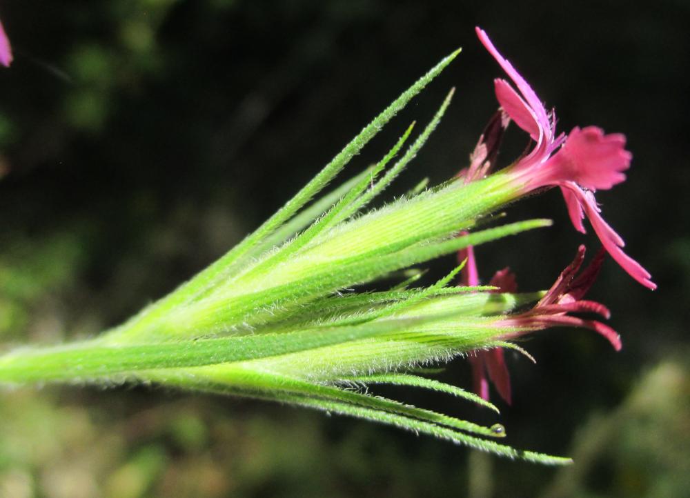 Oeillet velu, Armoirie, Oeillet à bouquet Dianthus armeria L., 1753