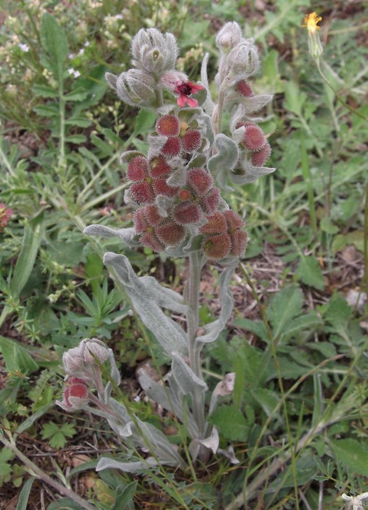 Cynoglosse à feuilles de Giroflée Pardoglossum cheirifolium subsp. cheirifolium (L.) Barbier & Mathez, 1973