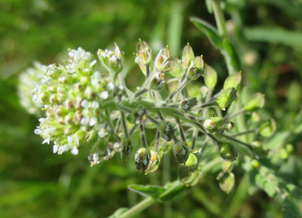 Passerage hétérophylle Lepidium heterophyllum Benth., 1826