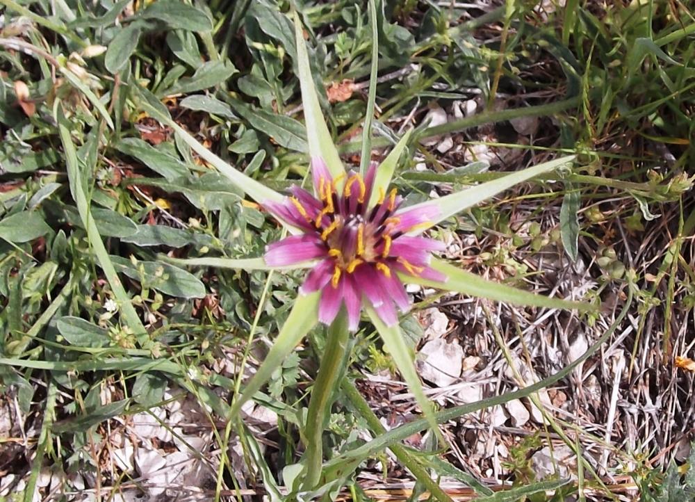 Salsifis à feuilles de poireau, Salsifis blanc, Sa Tragopogon porrifolius L., 1753