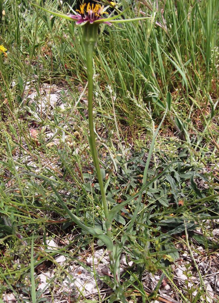 Salsifis à feuilles de poireau, Salsifis blanc, Sa Tragopogon porrifolius L., 1753