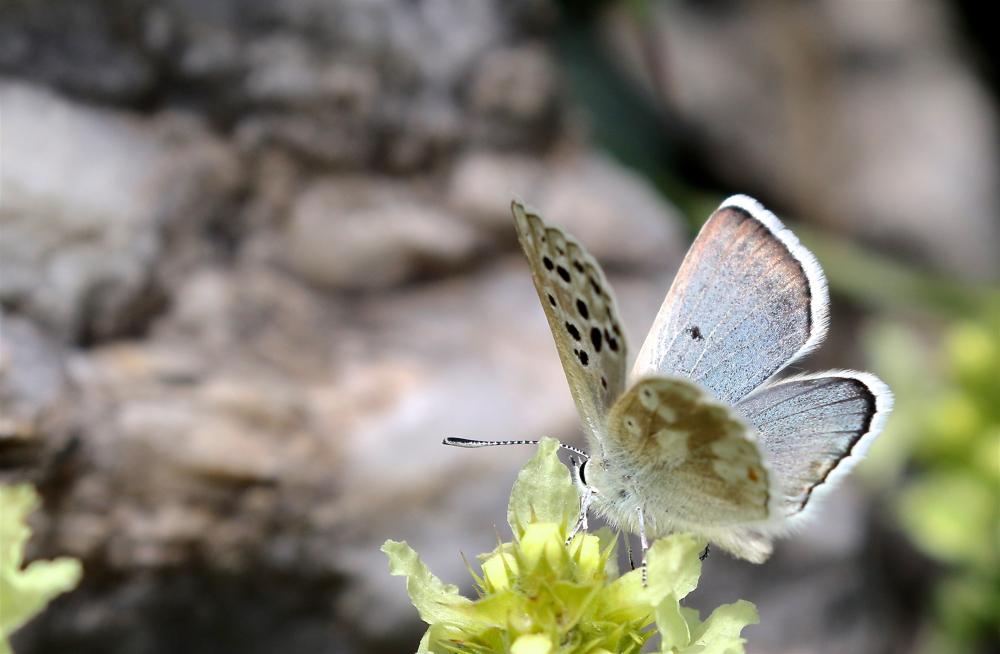 Azuré de l'Androsace (L') Agriades pyrenaica (Boisduval, 1840)