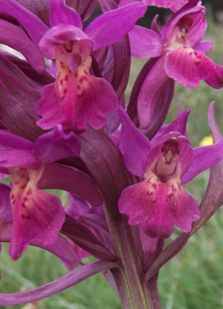 Dactylorhize à feuilles larges Dactylorhiza sambucina (L.) Soó, 1962