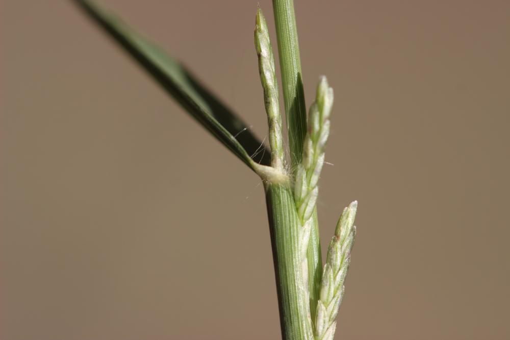 Éragrostis de Barrelier, Éragrostide de Barrelier Eragrostis barrelieri Daveau, 1894