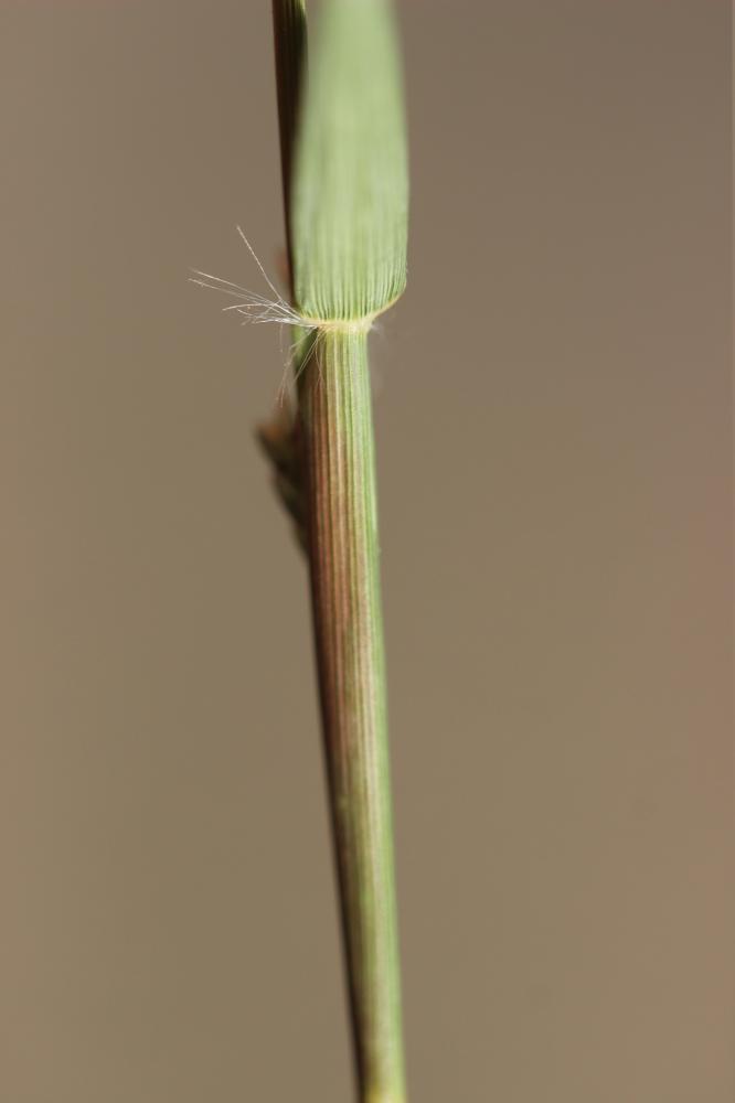 Éragrostis de Barrelier, Éragrostide de Barrelier Eragrostis barrelieri Daveau, 1894