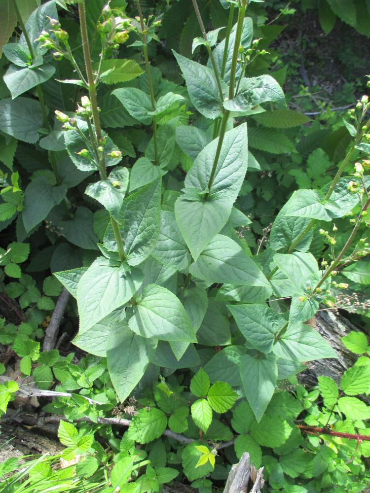 Scrophulaire noueuse Scrophularia nodosa L., 1753