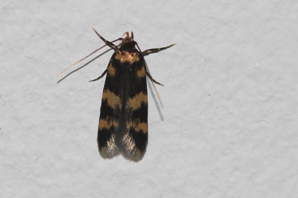 Oegoconia
