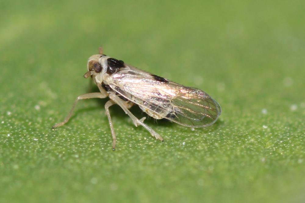  Laodelphax striatellus (Fallén, 1826)