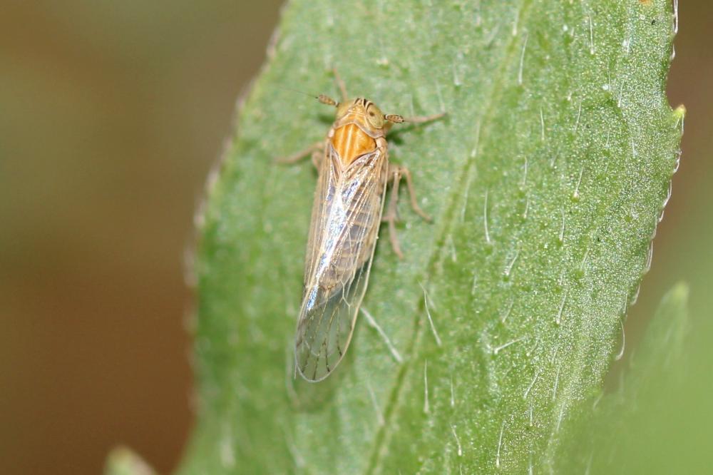  Dicranotropis beckeri Fieber, 1866