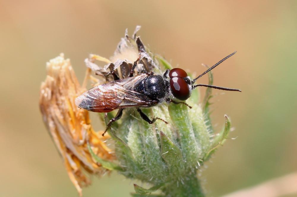  Astata Latreille, 1797